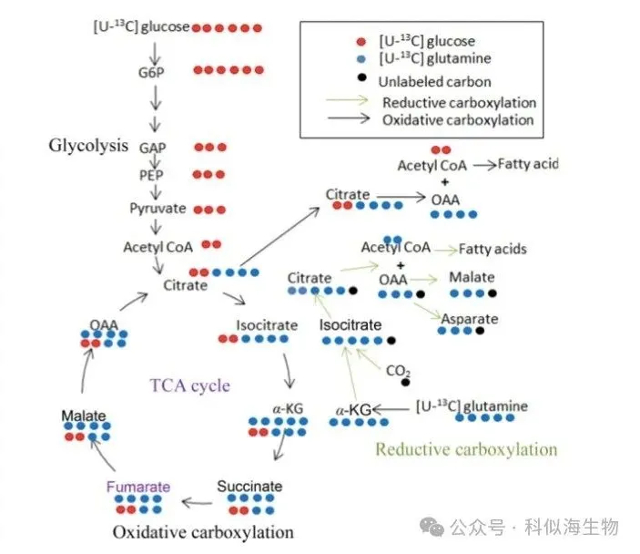 科似海生物 —— 代谢流示踪检测服务，助力科研新突破_4.jpg
